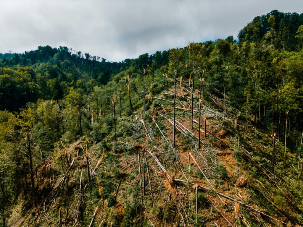Forêt gérée selon des pratiques d'exploitation forestière durables